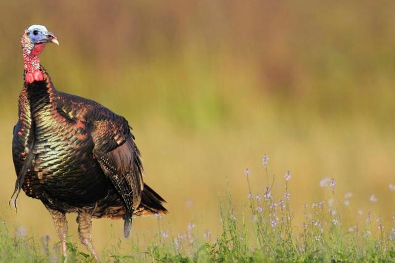 Дикая индейка и полевые цветы