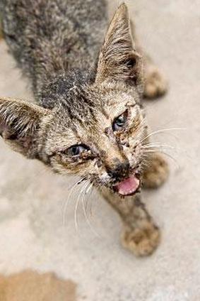 Кошка с клещами чесотки