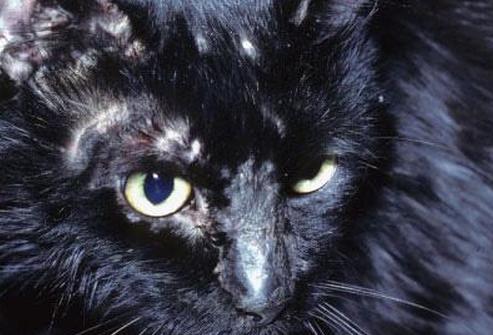 Дом животных Чикаго