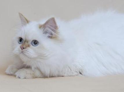 Изображение точки пламени в Гималаях