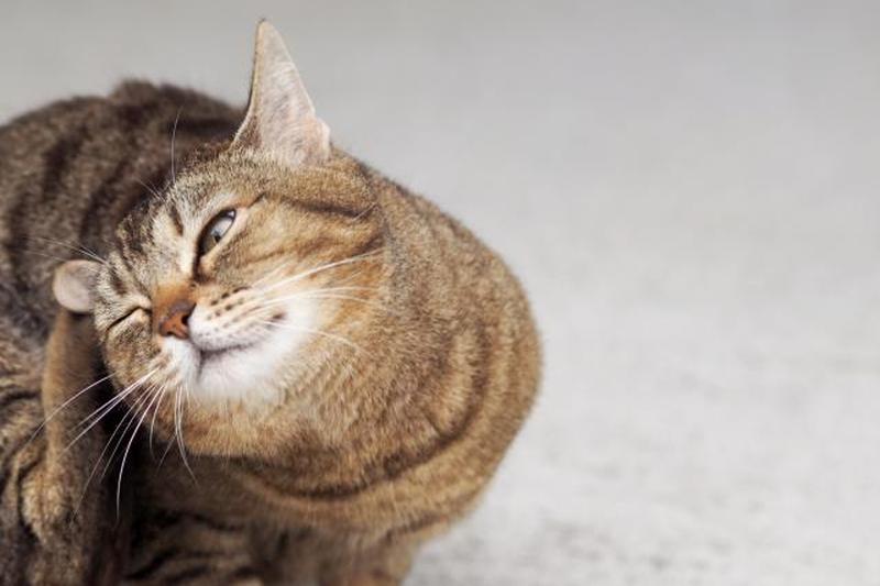 Царапающая кошка