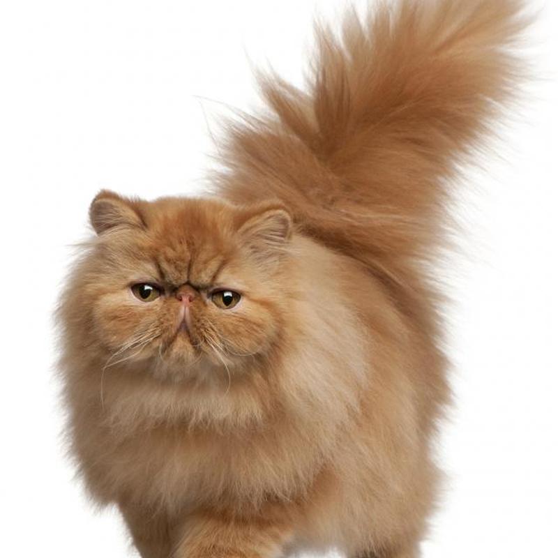 https://cf.ltkcdn.net/cats/images/slide/242155-850x850-fluffy.jpg