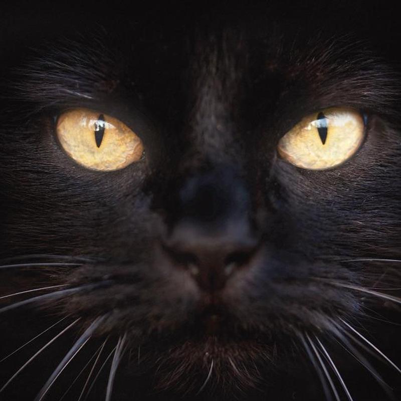 https://cf.ltkcdn.net/cats/images/slide/243040-850x850-yellow-eyes.jpg