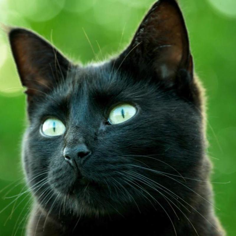 https://cf.ltkcdn.net/cats/images/slide/243061-850x850-black-and-green.jpg