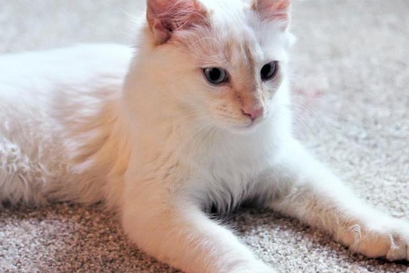 Сиамский котик Flame Point