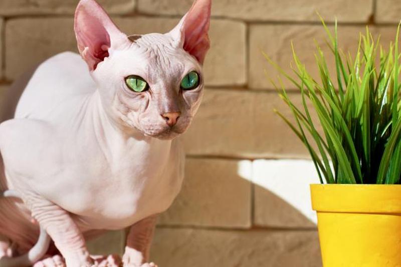 Кошка сфинкс с зелеными глазами