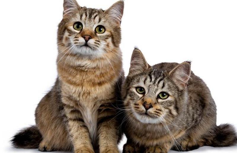 два котенка Пикси Боб