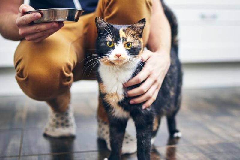 Женщина кормит свою кошку