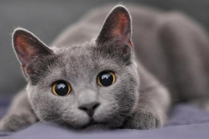 серый кот крупным планом