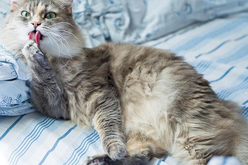 серый кот лижет лапу на кровати