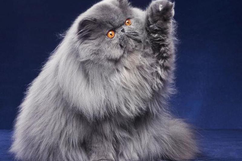 серый персидский кот с поднятой лапой