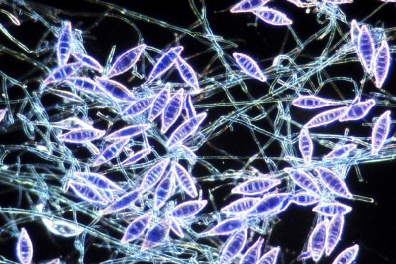 Стригущий лишай microsporum canis