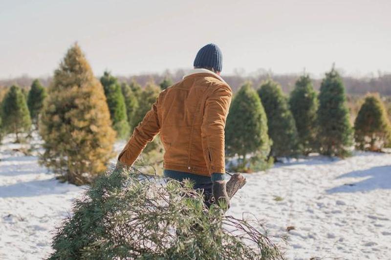 Человек, несущий елку на снегу 