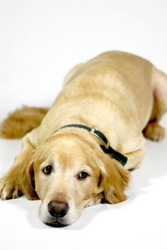 Выздоравливающая собака