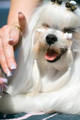 Мальтийский язык оборачивают и перевязывают, чтобы защитить волосы от окрашивания.