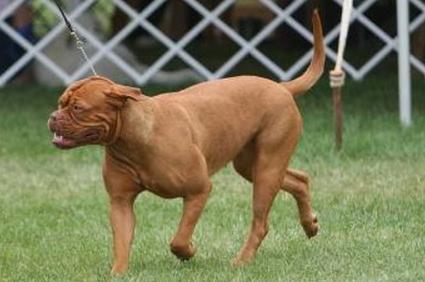 Бордоский дог на ринге