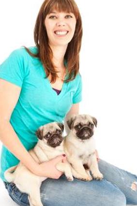 Заводчик мопсов с щенками