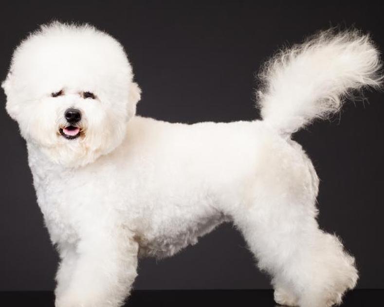 https://cf.ltkcdn.net/dogs/images/slide/208343-625x500-bichon.jpg
