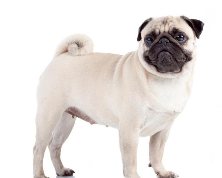 https://cf.ltkcdn.net/dogs/images/slide/208349-625x500-chinesepug.jpg