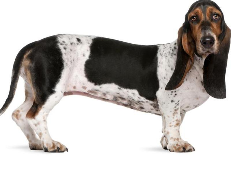 https://cf.ltkcdn.net/dogs/images/slide/208357-625x500-bassethound.jpg