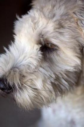 мягкошерстный пшеничный терьер