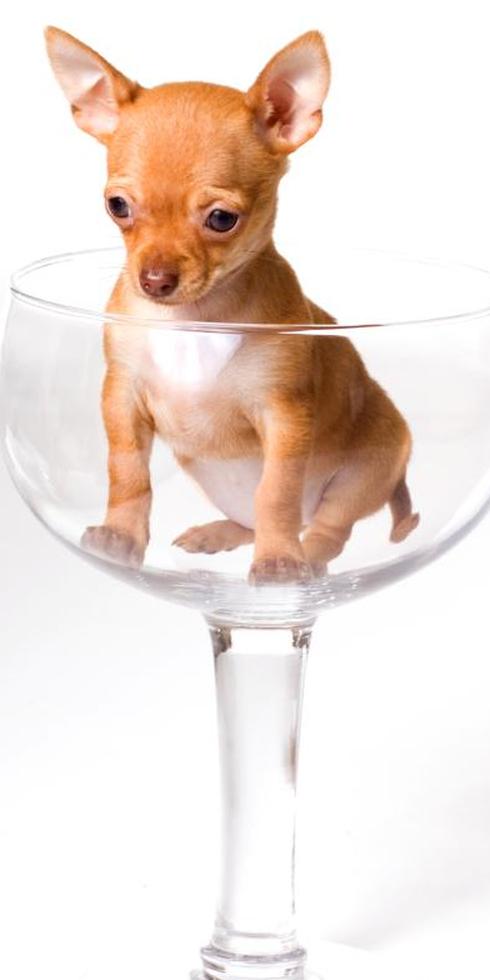 https://cf.ltkcdn.net/dogs/images/slide/90383-425x850-Teacup8.jpg