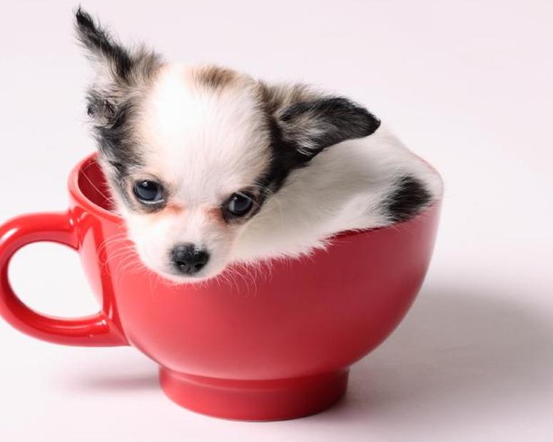 https://cf.ltkcdn.net/dogs/images/slide/90387-775x619-Teacup5.jpg