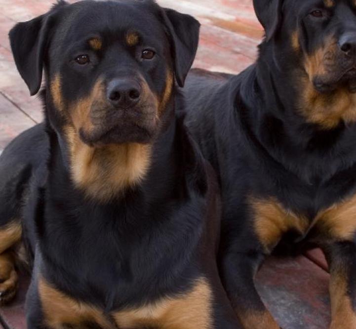 https://cf.ltkcdn.net/dogs/images/slide/90445-721x666-Rotties.jpg