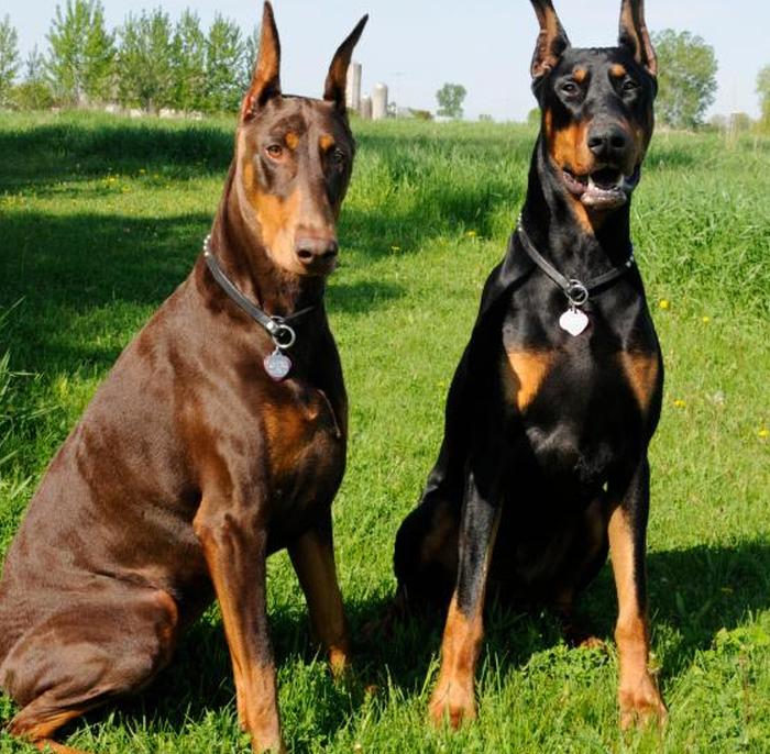 https://cf.ltkcdn.net/dogs/images/slide/90449-700x686-Red_black_and_tan_Dobes.jpg