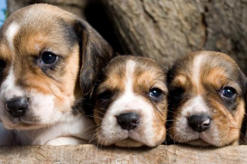 https://cf.ltkcdn.net/dogs/images/slide/185060-849x565-adorable-trio-beagle-puppies.jpg