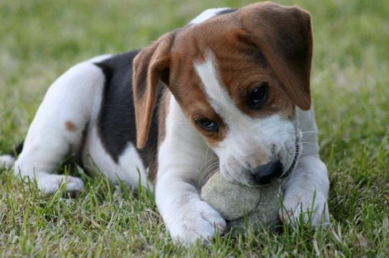 https://cf.ltkcdn.net/dogs/images/slide/185061-849x565-beagle-puppy-with-ball.jpg