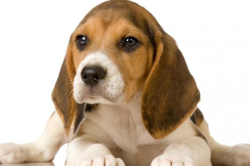 https://cf.ltkcdn.net/dogs/images/slide/185064-849x565-beagle-puppy-posing-for-picture.jpg