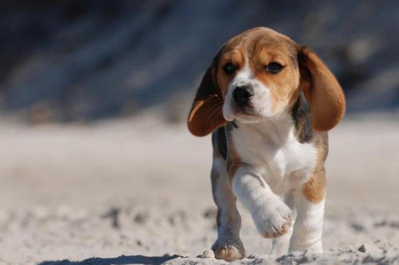 https://cf.ltkcdn.net/dogs/images/slide/185065-849x565-beagle-puppy-on-the-beach.jpg