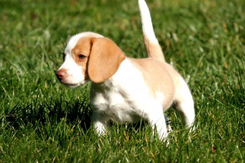 https://cf.ltkcdn.net/dogs/images/slide/185066-849x565-beagle-puppy-in-the-field.jpg
