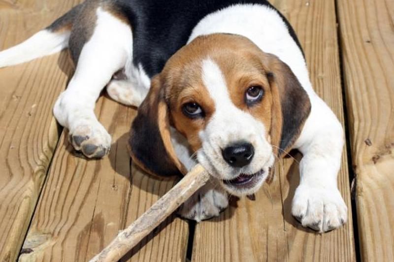 https://cf.ltkcdn.net/dogs/images/slide/185071-849x565-beagle-puppy-chew-stick.jpg