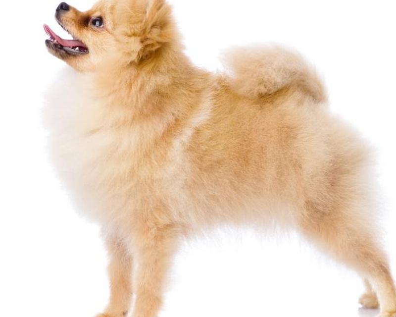 https://cf.ltkcdn.net/dogs/images/slide/208348-625x500-pomeranian.jpg