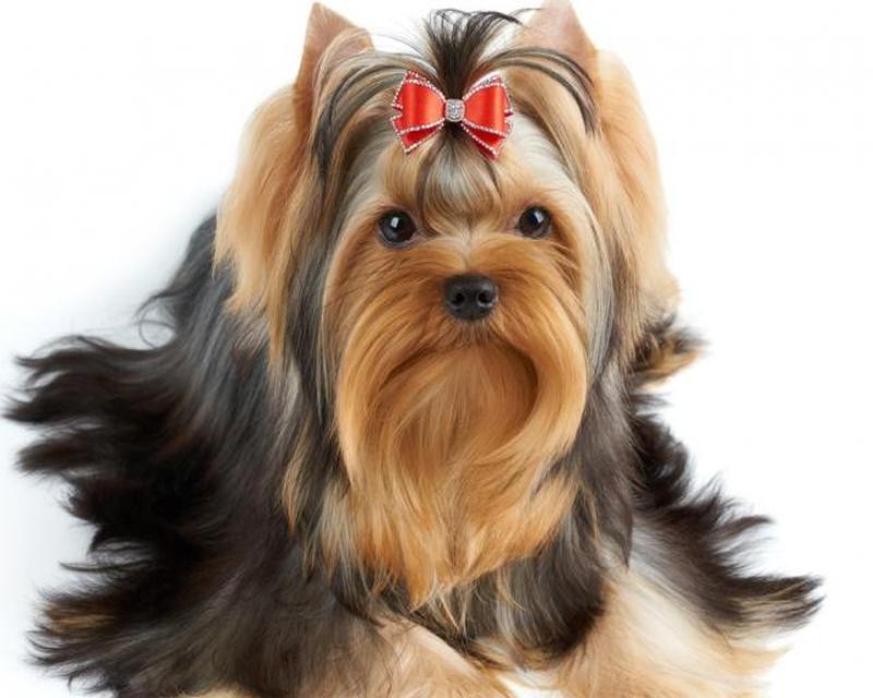 https://cf.ltkcdn.net/dogs/images/slide/208355-625x500-yorkie.jpg
