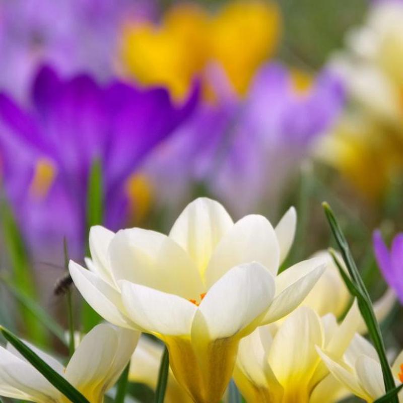 Крокус (Colchicum autumnale)