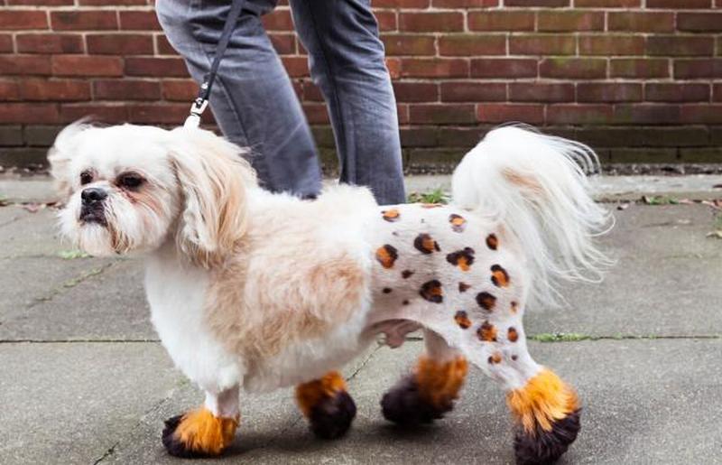 Ухоженная собака с крашеным выбритым мехом