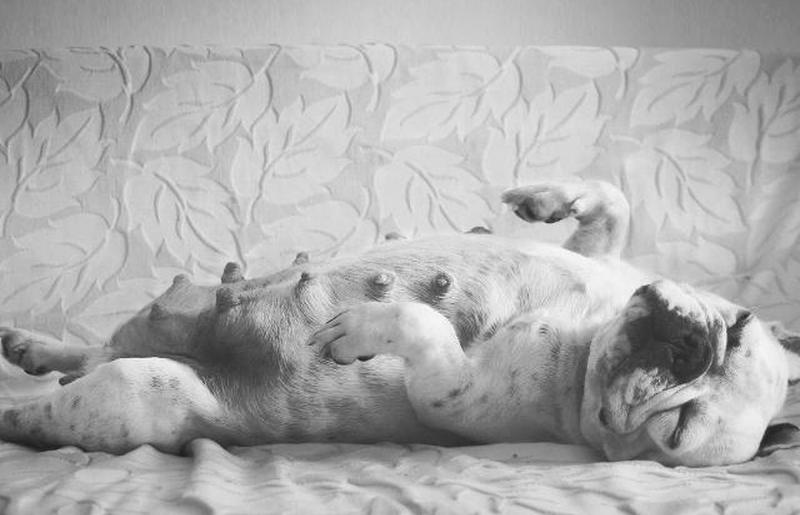 Французский бульдог беременен