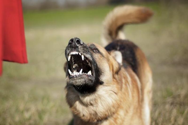 Немецкая овчарка агрессивна к женщине