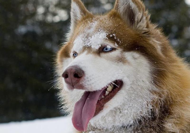 https://cf.ltkcdn.net/dogs/images/slide/250941-850x595-5_Husky_dog.jpg
