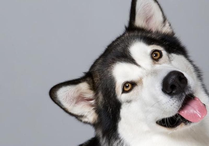 https://cf.ltkcdn.net/dogs/images/slide/250942-850x595-6_Alaskan_Malamute.jpg