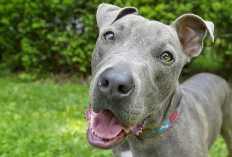 https://cf.ltkcdn.net/dogs/images/slide/250986-850x576-13_Blue_Nose_Pit_Bull.jpg