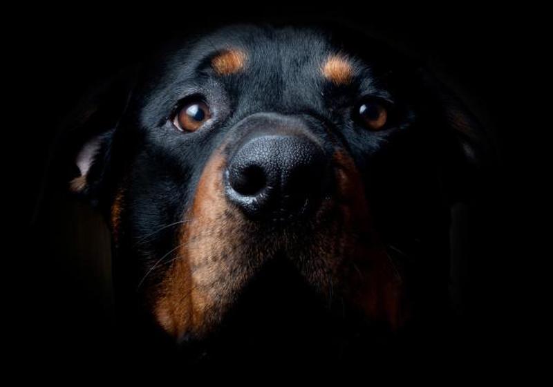 https://cf.ltkcdn.net/dogs/images/slide/250988-850x595-14_Rottweiler.jpg