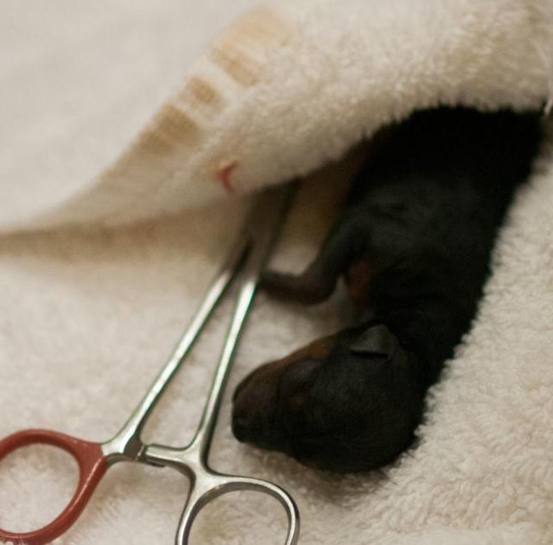 Щенок йоркширского терьера после кесарева сечения