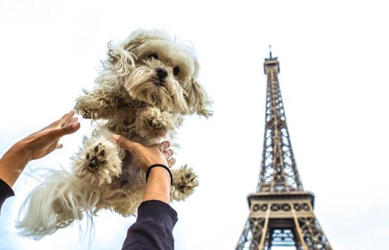 человек, держащий собаку в Париже 