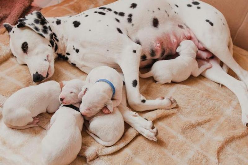 Мать далматинец с 9 щенками