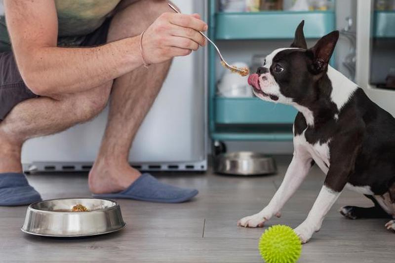 Человек кормит свою собаку