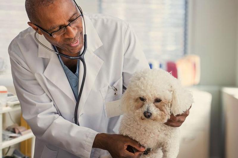 ветеринар осматривает собаку в офисе